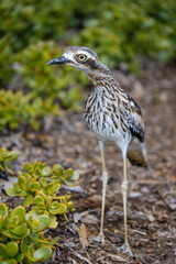 Full length frontal view of a Bush Stone-Curlew bird standing with head to the side in a garden showing its tall slim build, black streaking on its breast and bright yellow eyes