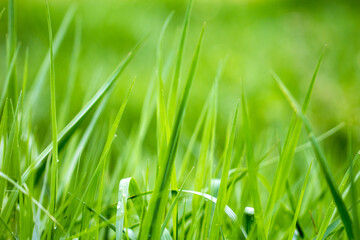 The green grass is tender in spring