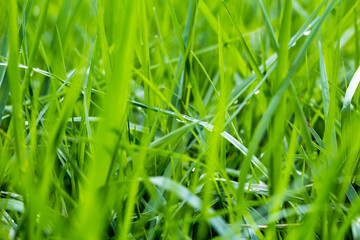 The green grass is tender in spring
