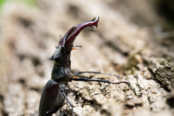 Male stag-beetle