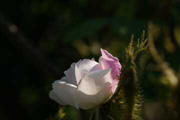 Whit Flower of Rose 'Perpetual White Moss' in Full Bloom
