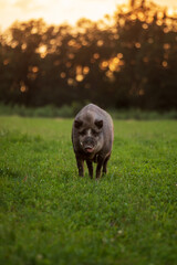 wild boar (Sus scrofa) in the meadow at dusk