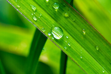 The green grass is tender in spring
