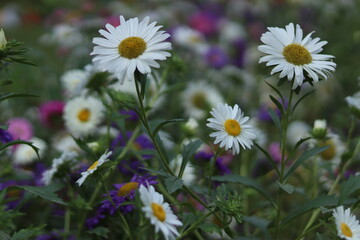daisies in the field