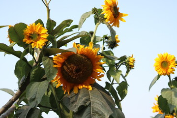 sunflowers of blue sky