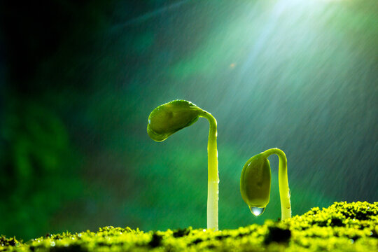 Plants that sprout in the rain
