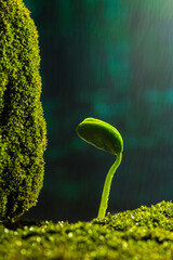 Plants that sprout in the rain