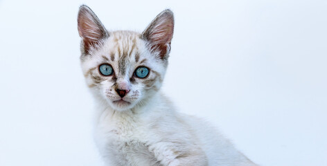 Cute tabby kitten with blue eyes on the white background looking at camera