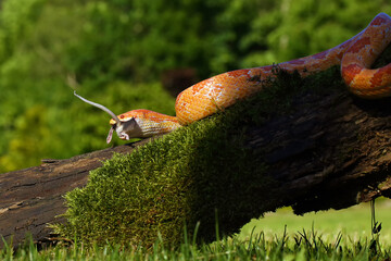 The corn snake (Pantherophis guttatus) with prey on a green background. A color mutation of a corn snake in a typical hunting position.
