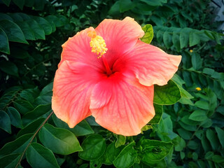 pink hibiscus flowers with a green background | semparuthi poo