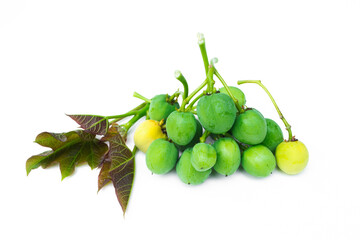 Physic Nut,Jatropha curcas isolated on white background...The fruit and seeds contain hydrogen cyanide (HCN). Jatropha seeds contain a toxic substance called curcin.