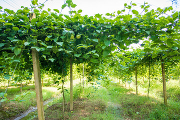 A leafy yellow passion fruit plantation