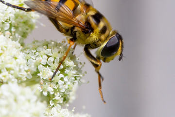 Close up of a honey bee, Apis mellifera.