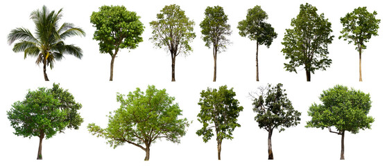 Fototapeta premium isolated tree green set is located on a white background.Collection of isolated tree green on white background Tropical tree