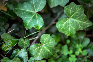 Hojas bellas verdes