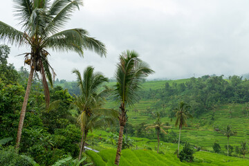 Obraz premium View of Jatiluwih