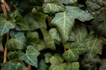 Reverdecidas plantas follaje espeso