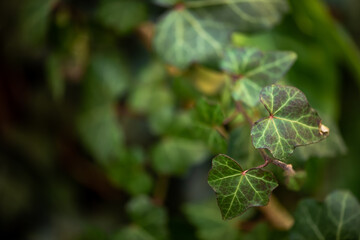 Hermosas hojas verdes