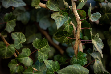 Plantas verdes en la pared enredadera