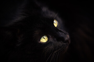 Ojos verdes claros de gato negro 2 © fotoarteweb