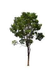 Fototapeta premium isolated tree green is located on a white background. Collection of isolated tree on white background Tropical tree