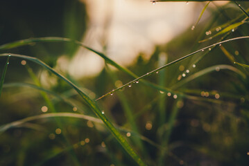 Green grass whith drops of  dew