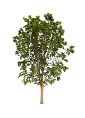 Fototapeta premium isolated tree green is located on a white background. Collection of isolated tree on white background Tropical tree