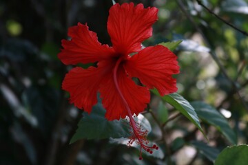 beautiful flower. where flowers bloom, so does hope. 