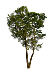 isolated tree green is located on a white background. Collection of isolated tree on white background Tropical tree