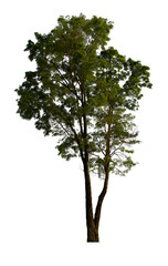 Fototapeta premium isolated tree green is located on a white background. Collection of isolated tree on white background Tropical tree