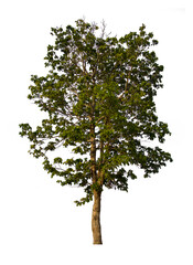 isolated tree green is located on a white background. Collection of isolated tree on white background Tropical tree
