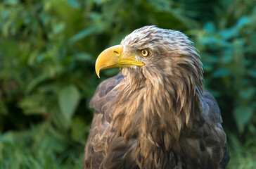 Portrait of a brown eagle's head with a yellow beak