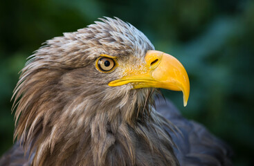 A portrait of a golden eagle against green background