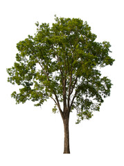 isolated tree green is located on a white background. Collection of isolated tree on white background Tropical tree