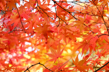 紅葉の枝