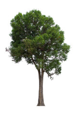 Fototapeta premium isolated tree green is located on a white background. Collection of isolated tree on white background Tropical tree