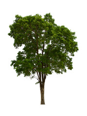 Obraz premium isolated tree green is located on a white background. Collection of isolated tree on white background Tropical tree