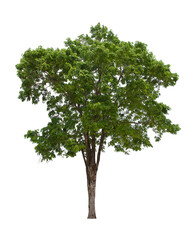 isolated tree green is located on a white background. Collection of isolated tree on white background Tropical tree