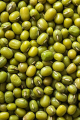 Plump pea green bean