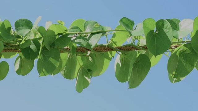 Giloy Amrita Gudbell Tinospora cordifolia Herbal Medicine  heart-leaved moonseed, guduchi