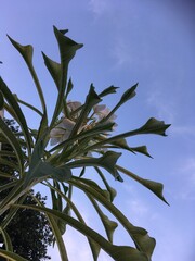 green leaves against blue sky
