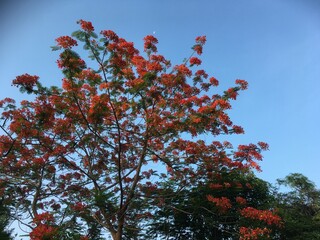 red maple leaves