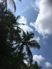 coconut trees against blue sky