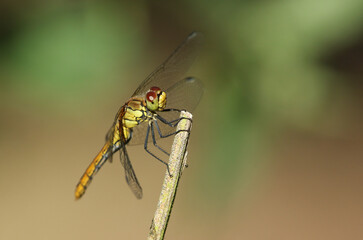 A hunting Ruddy Darter Dragonfly, Sympetrum sanguineum, perching on a plant stem.
