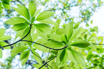 Fototapeta na wymiar Pat the leaves of the forest green