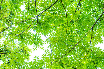 Pat the leaves of the forest green
