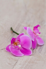 Fototapeta na wymiar Pink Orchid Flower Still Life