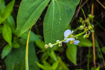 A white flower in bloom on a green