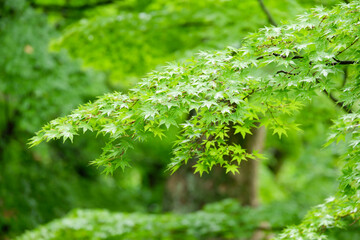 雨の日の紅葉
