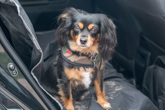 small dog sitting in the car with harness and water proof mat with dirty paws 